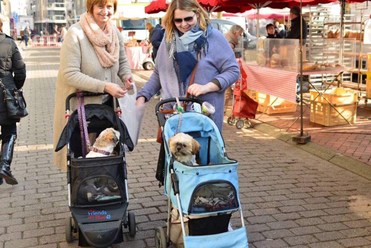 poussette pour chien
